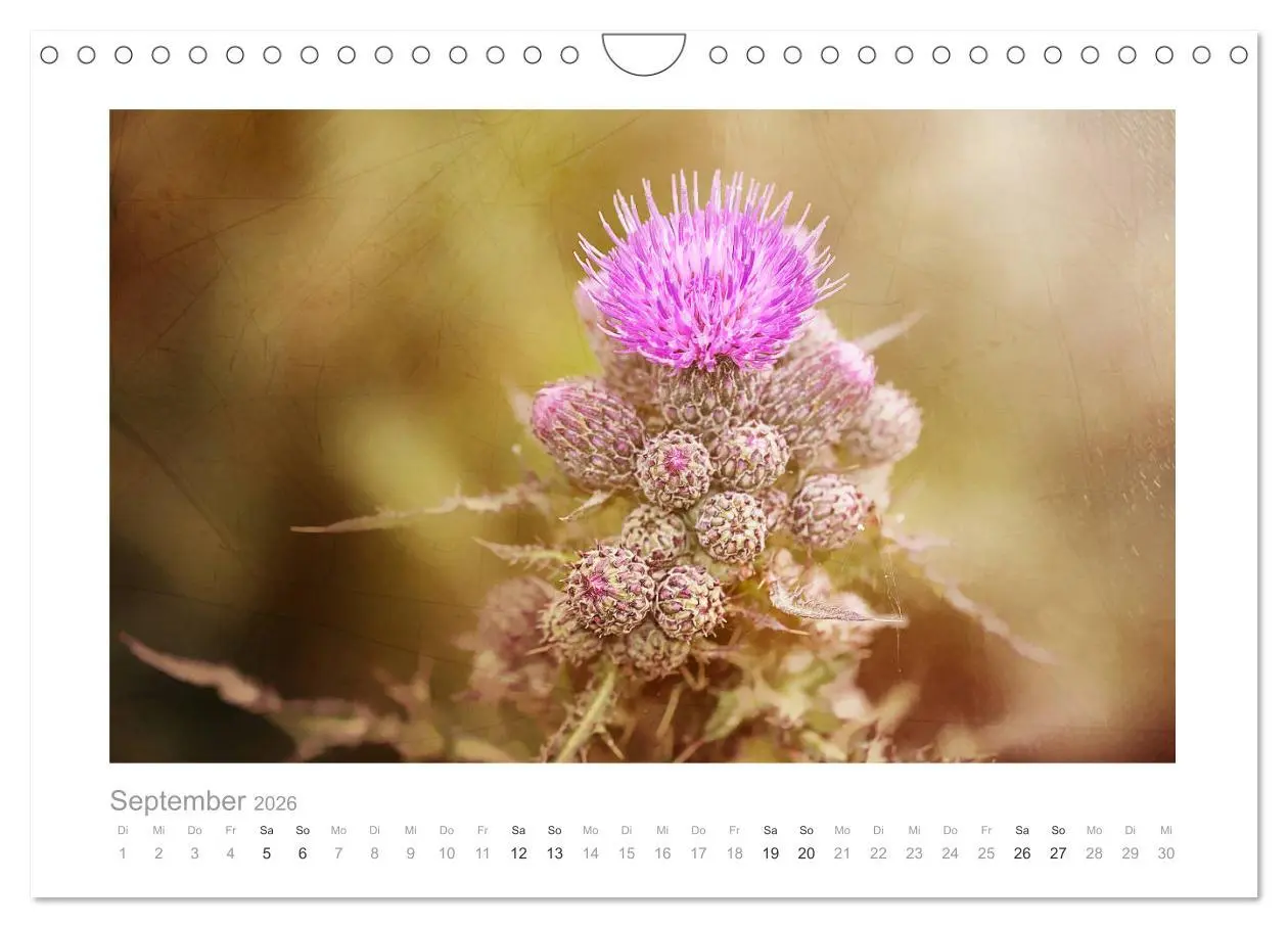Bild: 9783457909270 | Blumen zart und schön (Wandkalender 2026 DIN A4 quer), CALVENDO...