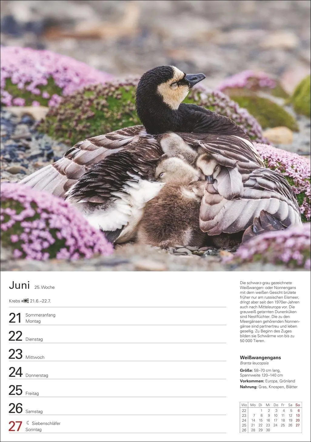 Bild: 9783840039270 | Heimische Vögel Wochenplaner 2027 - 53 faszinierende Fotografien