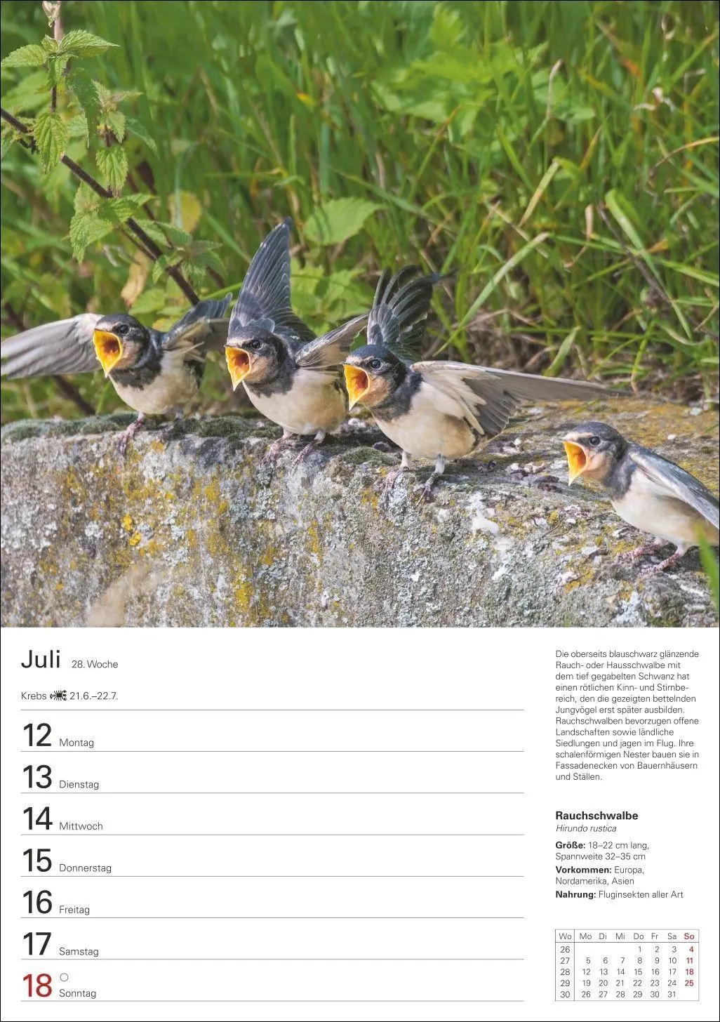 Bild: 9783840039270 | Heimische Vögel Wochenplaner 2027 - 53 faszinierende Fotografien