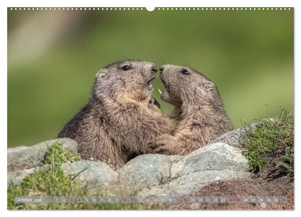 Bild: 9783457379370 | Tiere der Alpen - Murmeltier-Kinder (hochwertiger Premium...