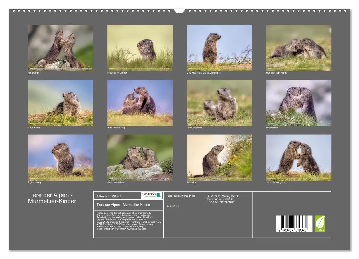 Bild: 9783457379370 | Tiere der Alpen - Murmeltier-Kinder (hochwertiger Premium...