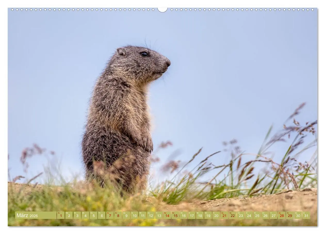 Bild: 9783457379370 | Tiere der Alpen - Murmeltier-Kinder (hochwertiger Premium...