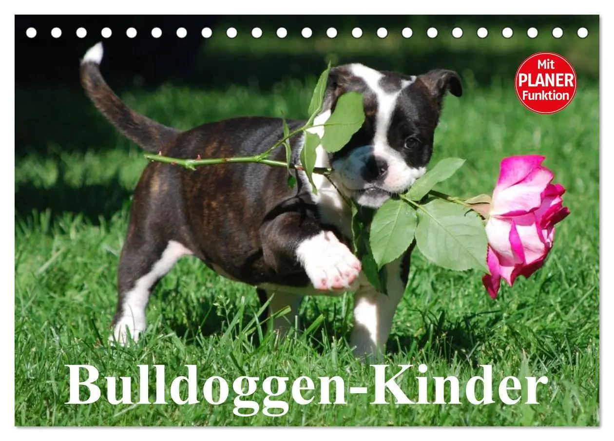 Cover: 9783457999370 | Bulldoggen-Kinder (Tischkalender 2026 DIN A5 quer), CALVENDO...
