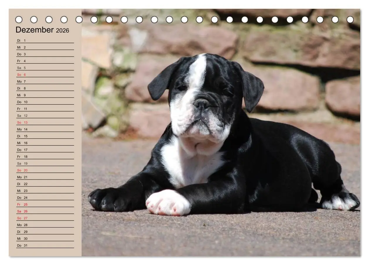 Bild: 9783457999370 | Bulldoggen-Kinder (Tischkalender 2026 DIN A5 quer), CALVENDO...