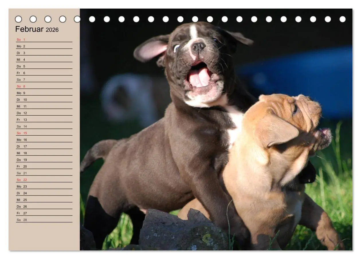 Bild: 9783457999370 | Bulldoggen-Kinder (Tischkalender 2026 DIN A5 quer), CALVENDO...