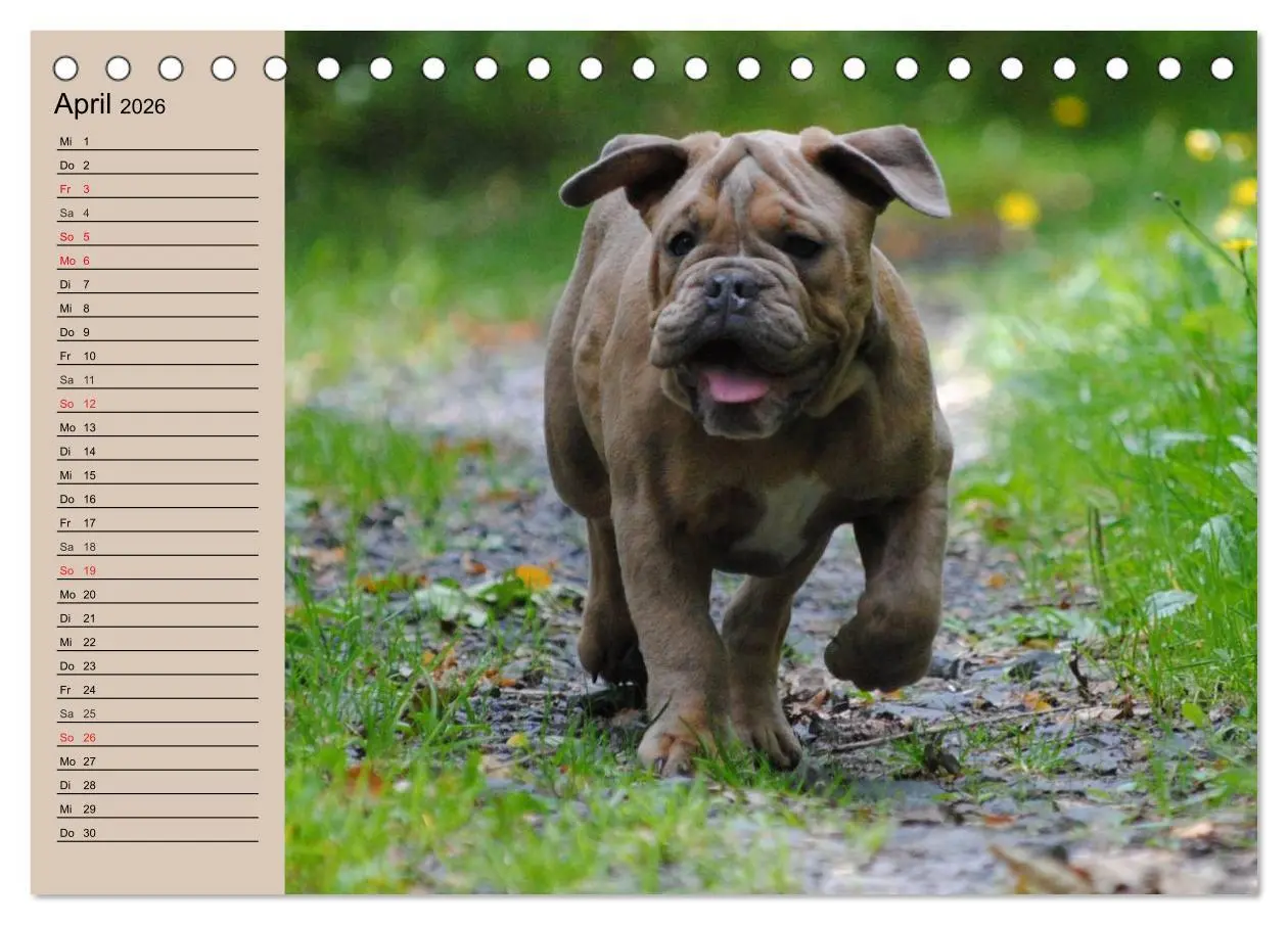 Bild: 9783457999370 | Bulldoggen-Kinder (Tischkalender 2026 DIN A5 quer), CALVENDO...