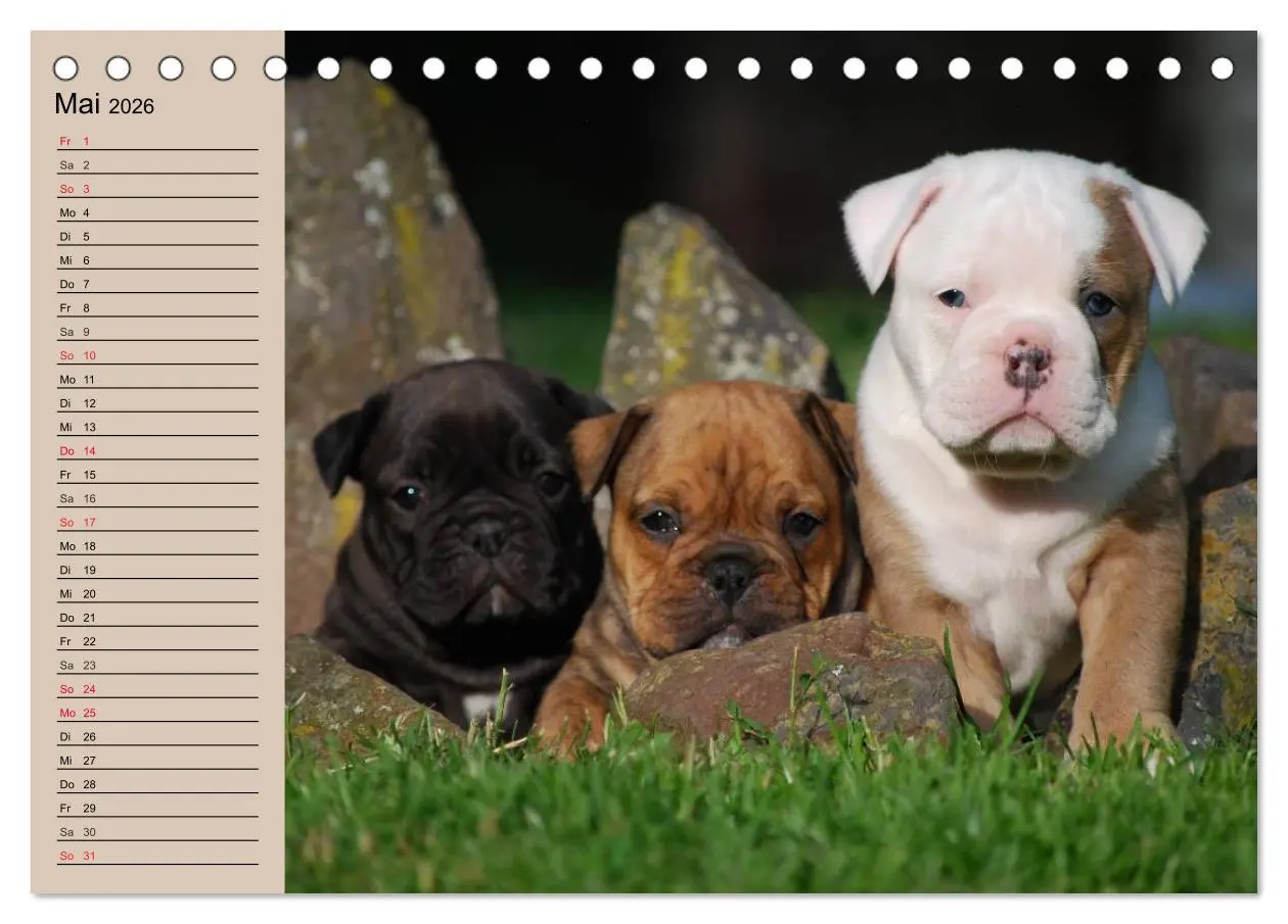Bild: 9783457999370 | Bulldoggen-Kinder (Tischkalender 2026 DIN A5 quer), CALVENDO...