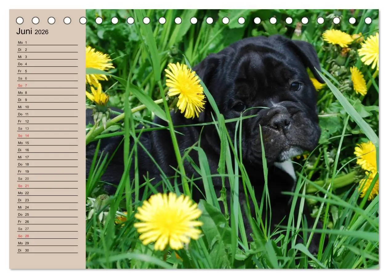 Bild: 9783457999370 | Bulldoggen-Kinder (Tischkalender 2026 DIN A5 quer), CALVENDO...