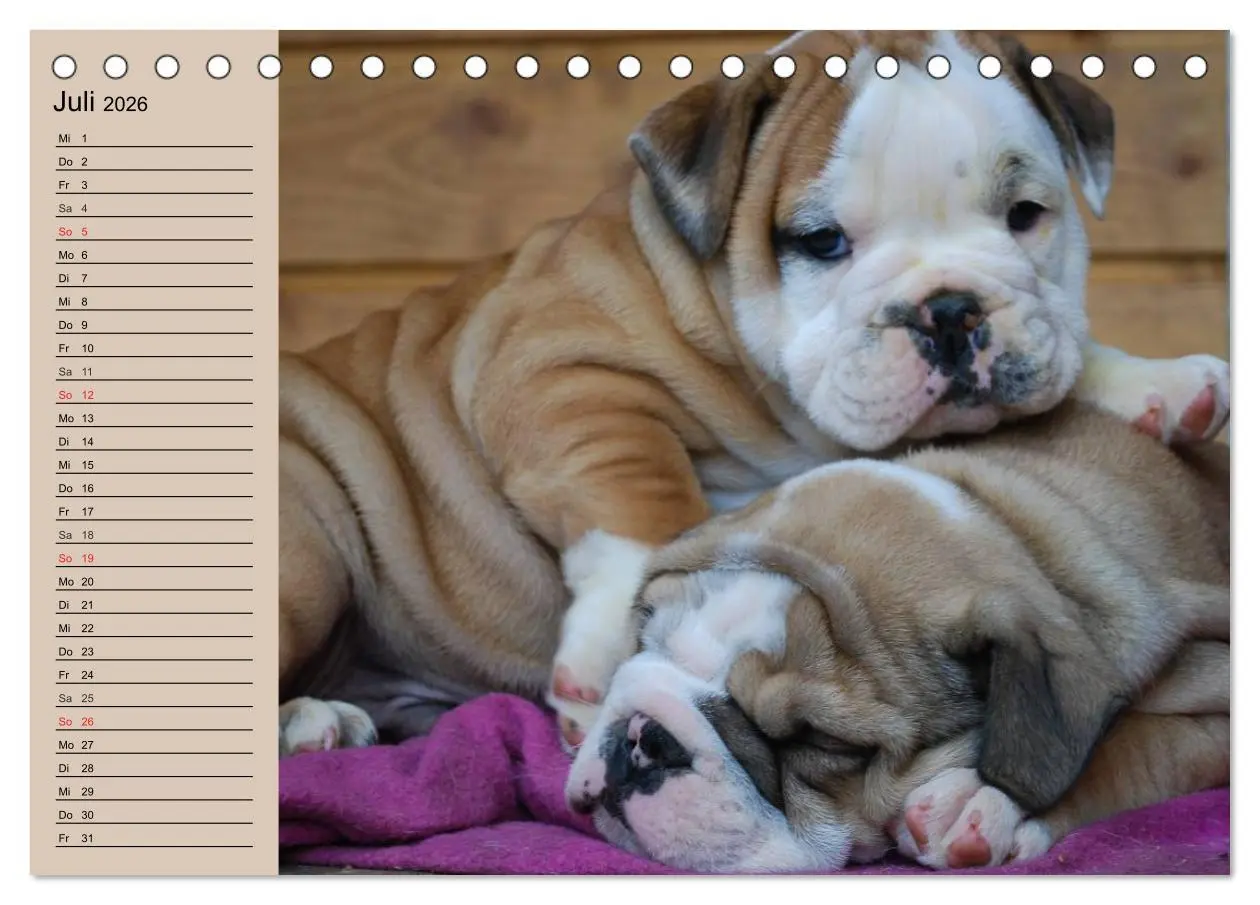 Bild: 9783457999370 | Bulldoggen-Kinder (Tischkalender 2026 DIN A5 quer), CALVENDO...