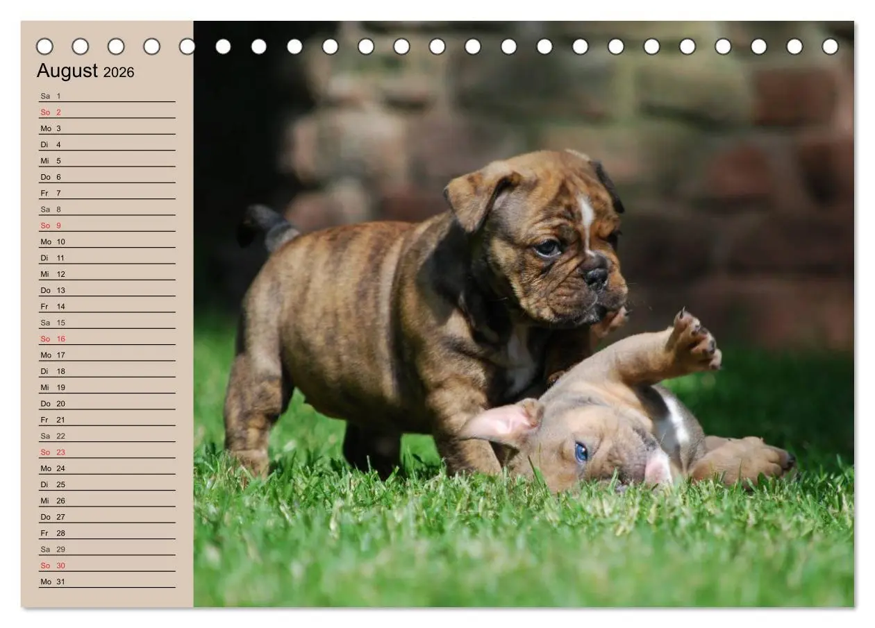 Bild: 9783457999370 | Bulldoggen-Kinder (Tischkalender 2026 DIN A5 quer), CALVENDO...