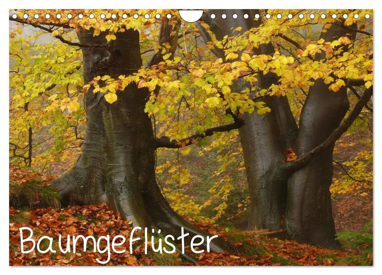 Cover: 9783516229370 | Baumgeflüster (Wandkalender 2026 DIN A4 quer), CALVENDO Monatskalender
