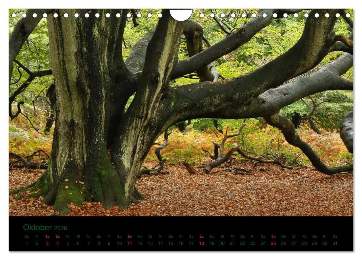 Bild: 9783516229370 | Baumgeflüster (Wandkalender 2026 DIN A4 quer), CALVENDO Monatskalender