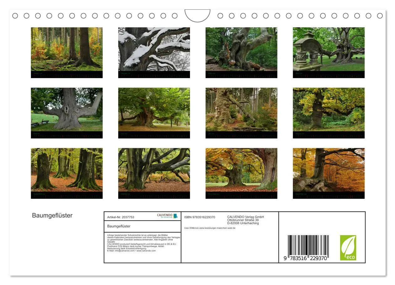 Bild: 9783516229370 | Baumgeflüster (Wandkalender 2026 DIN A4 quer), CALVENDO Monatskalender