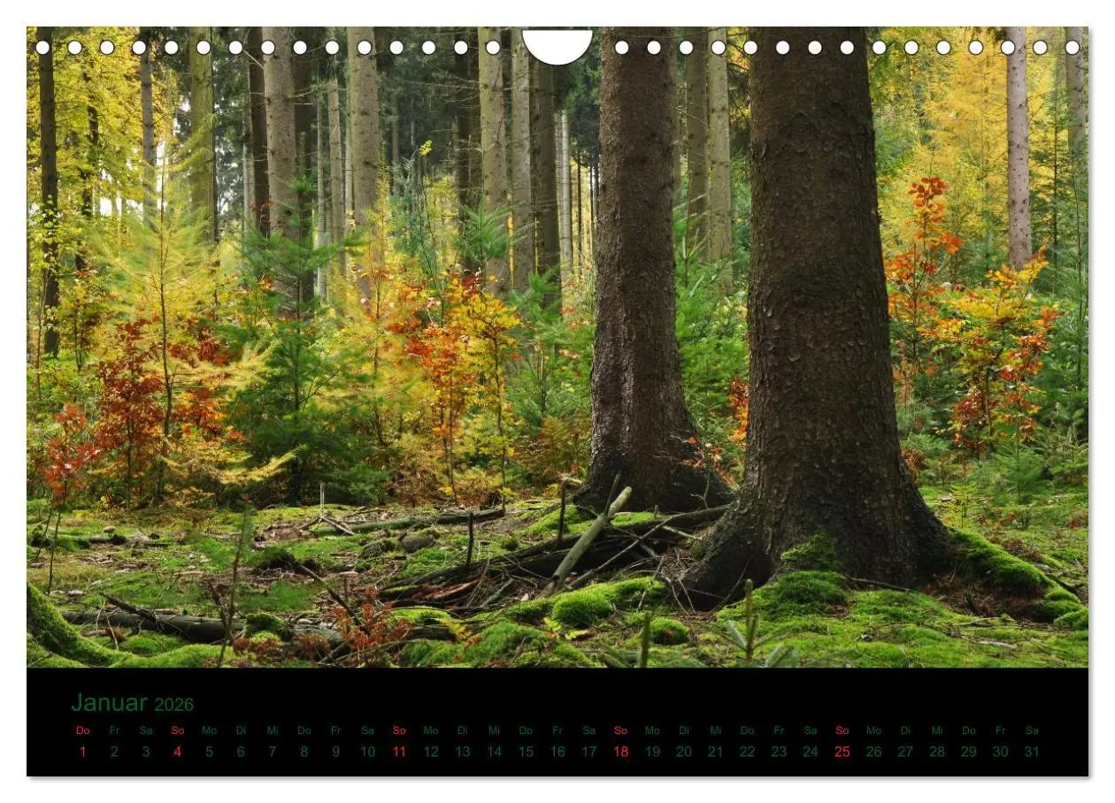 Bild: 9783516229370 | Baumgeflüster (Wandkalender 2026 DIN A4 quer), CALVENDO Monatskalender