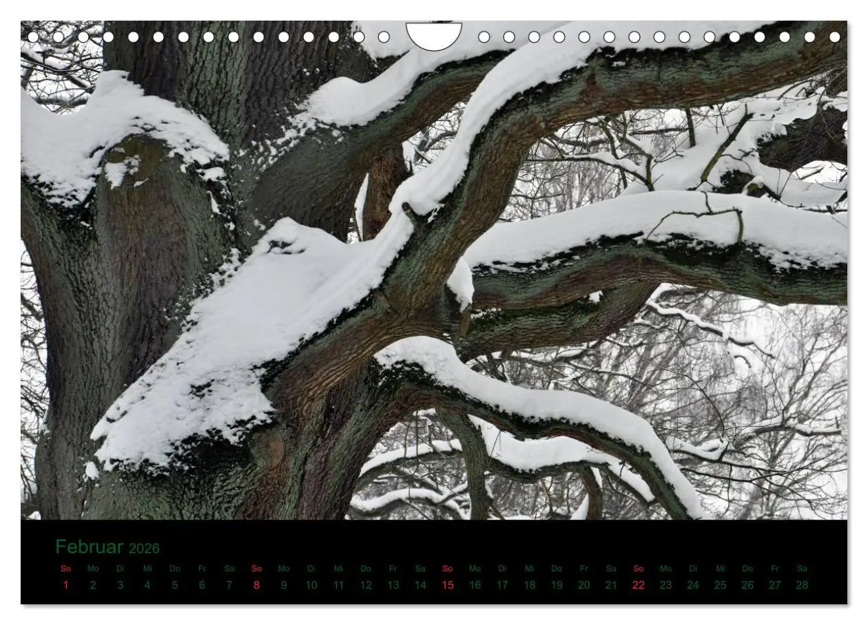 Bild: 9783516229370 | Baumgeflüster (Wandkalender 2026 DIN A4 quer), CALVENDO Monatskalender