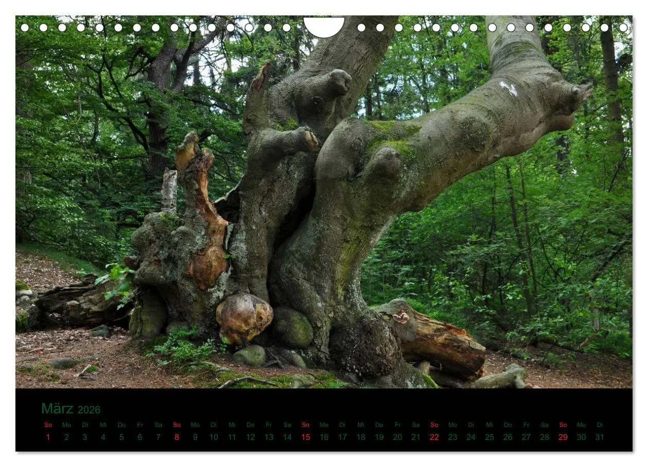 Bild: 9783516229370 | Baumgeflüster (Wandkalender 2026 DIN A4 quer), CALVENDO Monatskalender
