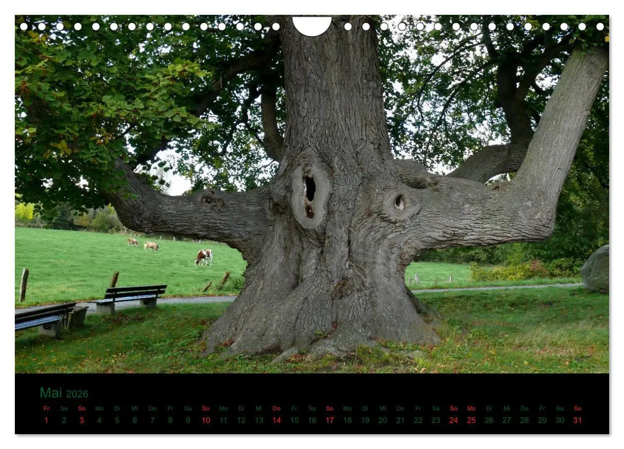 Bild: 9783516229370 | Baumgeflüster (Wandkalender 2026 DIN A4 quer), CALVENDO Monatskalender