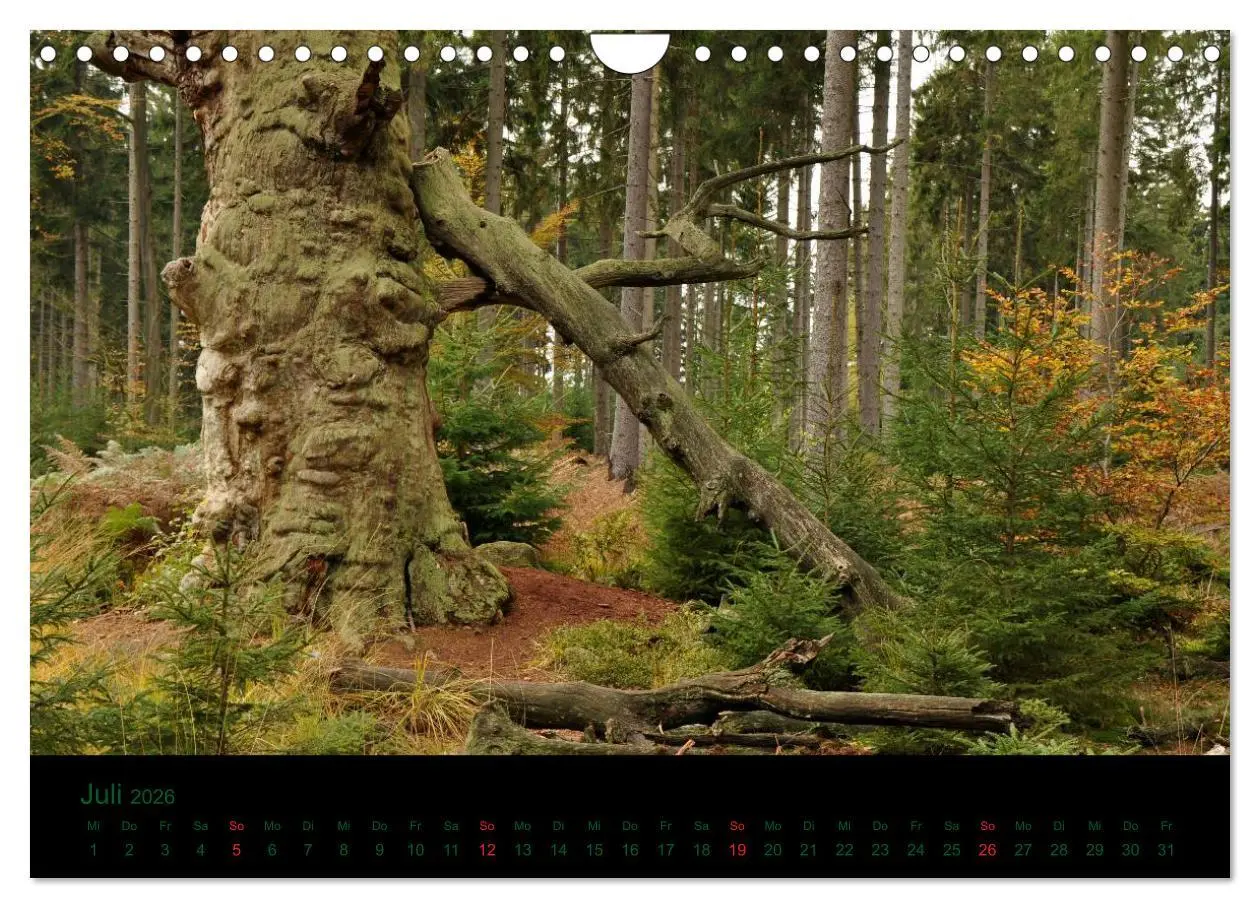 Bild: 9783516229370 | Baumgeflüster (Wandkalender 2026 DIN A4 quer), CALVENDO Monatskalender