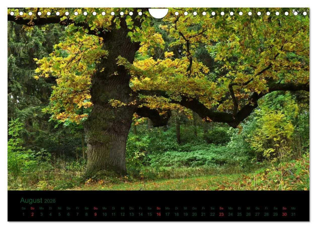 Bild: 9783516229370 | Baumgeflüster (Wandkalender 2026 DIN A4 quer), CALVENDO Monatskalender