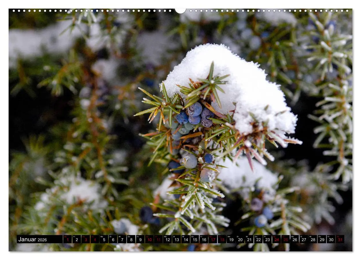 Bild: 9783457749470 | Lüneburger Heide (hochwertiger Premium Wandkalender 2026 DIN A2...