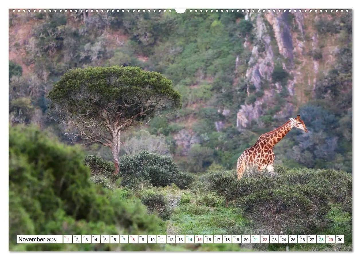 Bild: 9783516059670 | SÜDAFRIKA - Impressionen von der Garden Route (Wandkalender 2026...