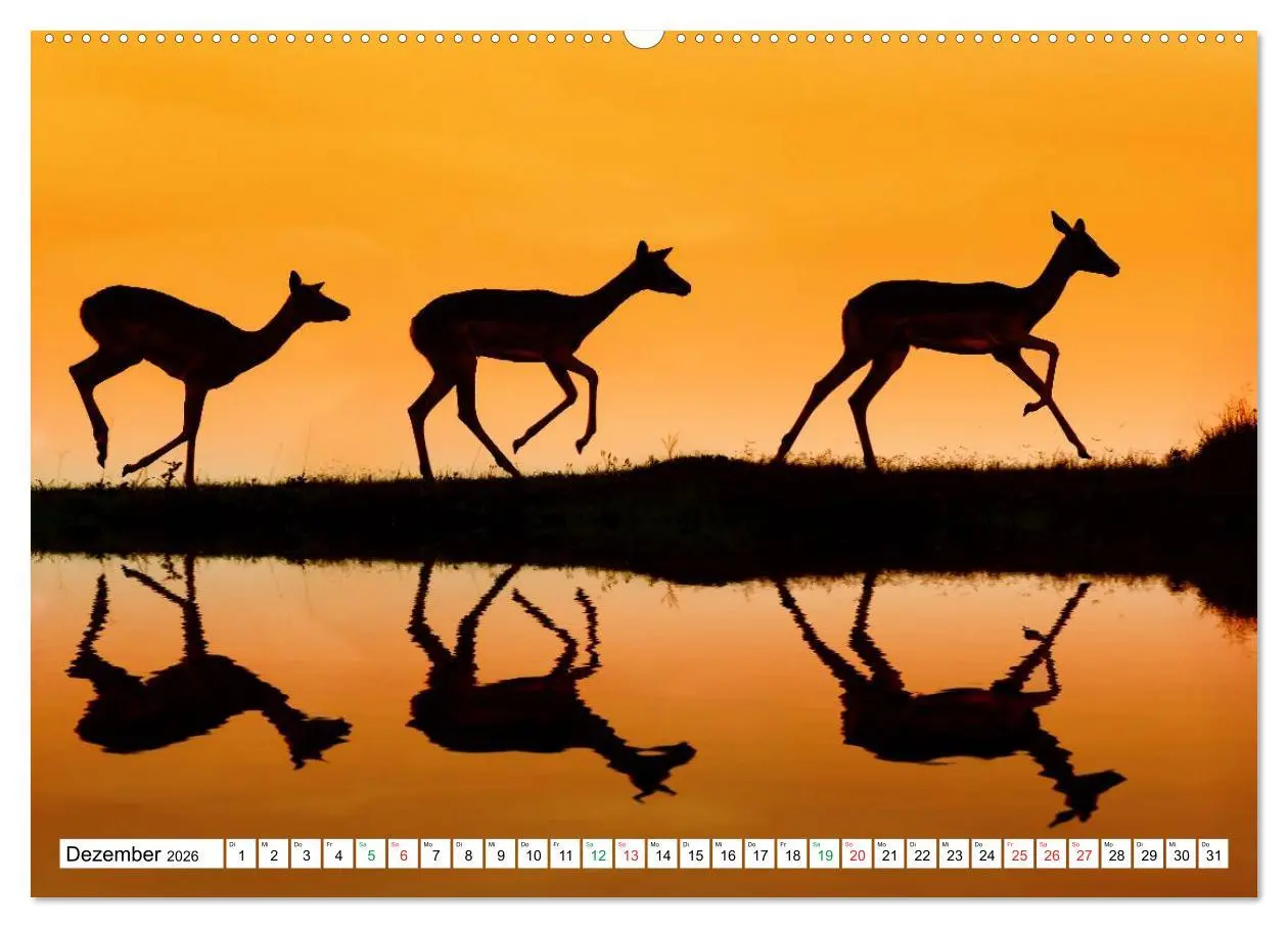 Bild: 9783516059670 | SÜDAFRIKA - Impressionen von der Garden Route (Wandkalender 2026...