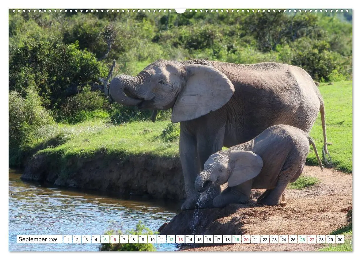 Bild: 9783516059670 | SÜDAFRIKA - Impressionen von der Garden Route (Wandkalender 2026...