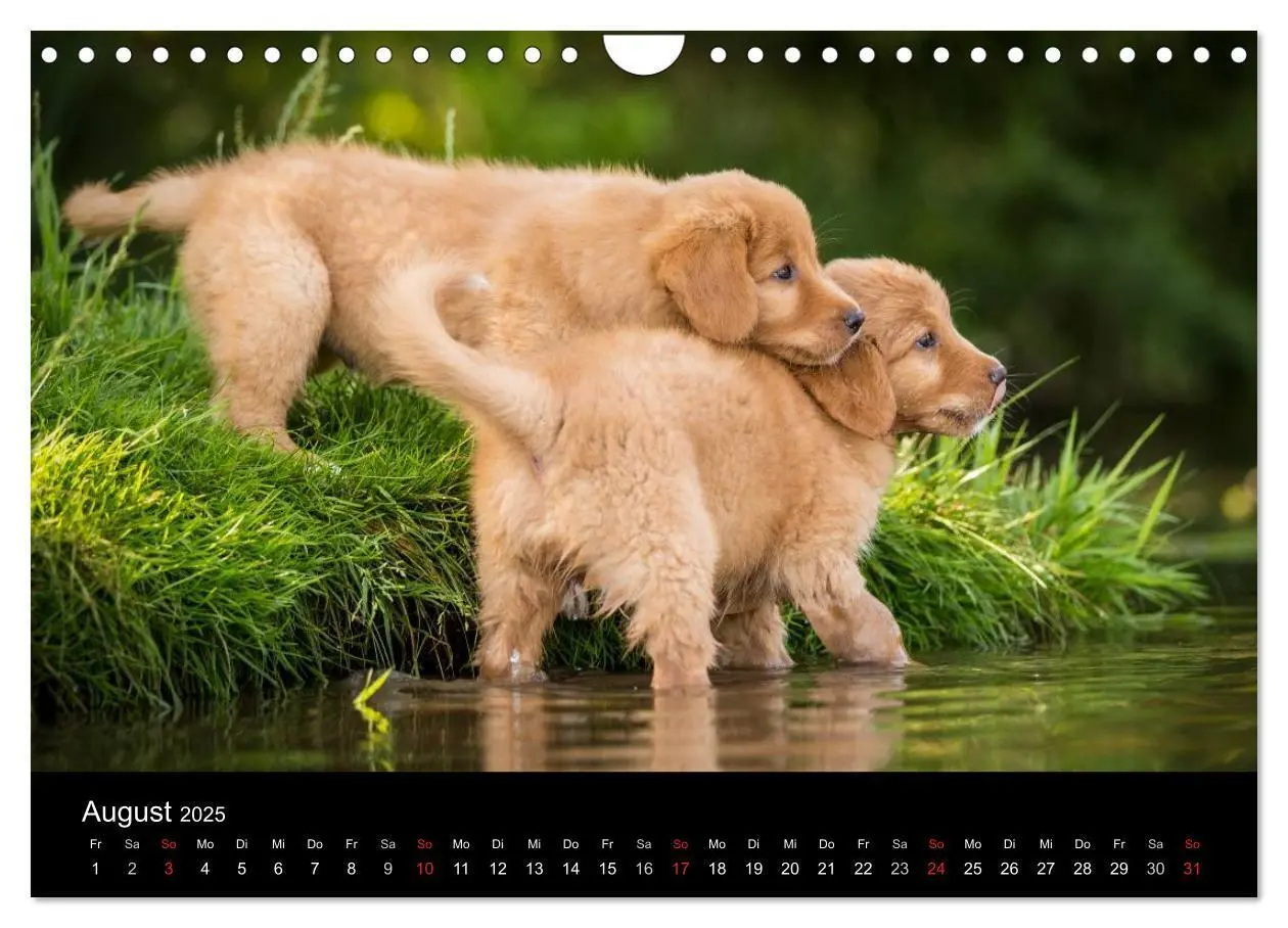 Bild: 9783435629770 | Toller - Nova Scotia Duck Tolling Retriever (Wandkalender 2025 DIN...