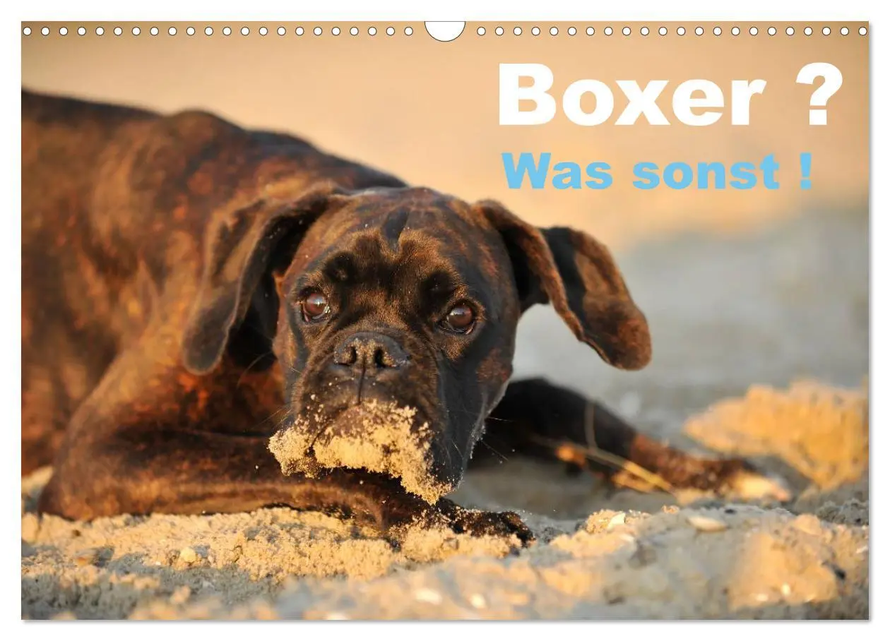 Cover: 9783516049770 | Boxer ? Was sonst ! (Wandkalender 2026 DIN A3 quer), CALVENDO...