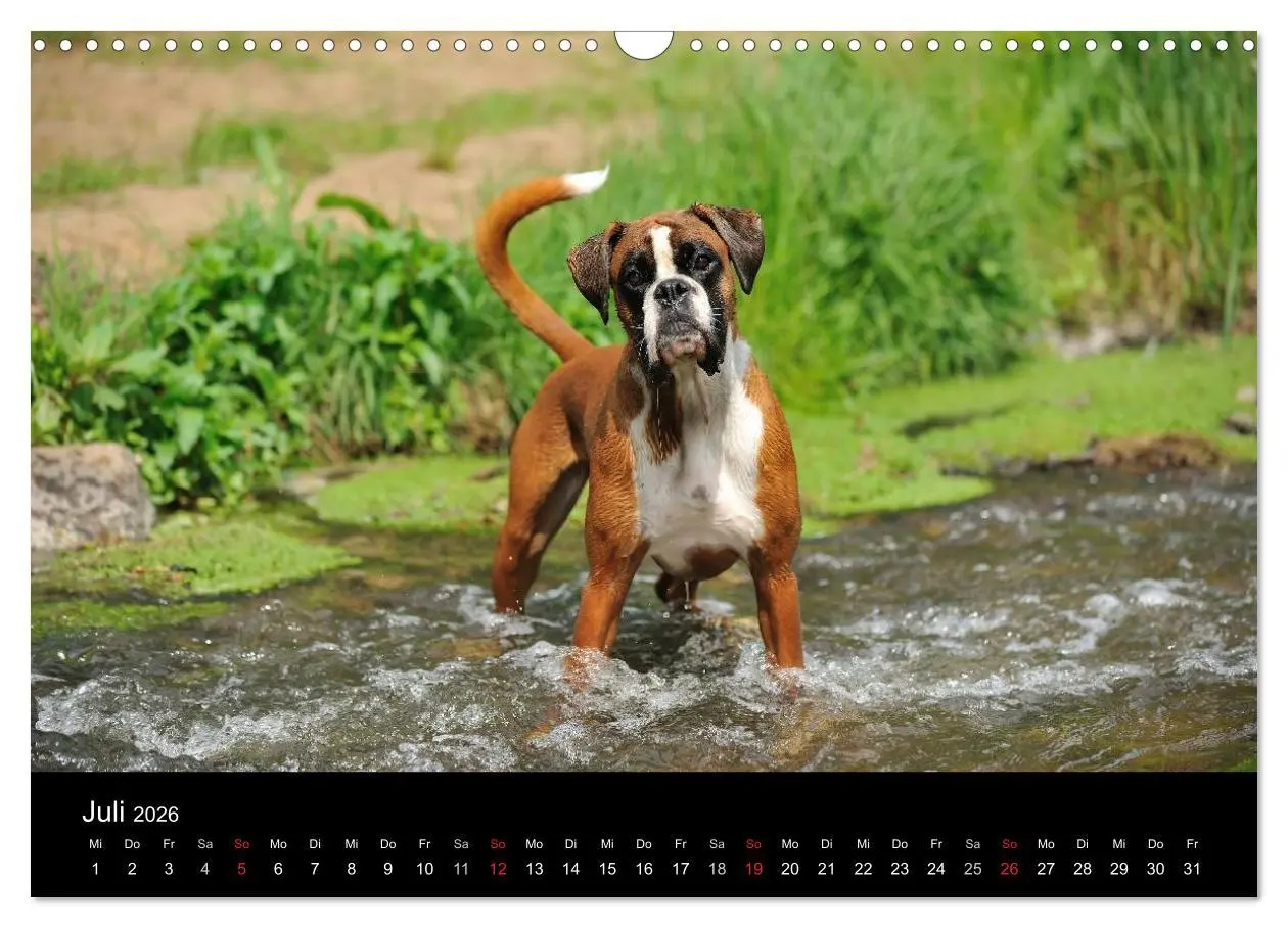 Bild: 9783516049770 | Boxer ? Was sonst ! (Wandkalender 2026 DIN A3 quer), CALVENDO...