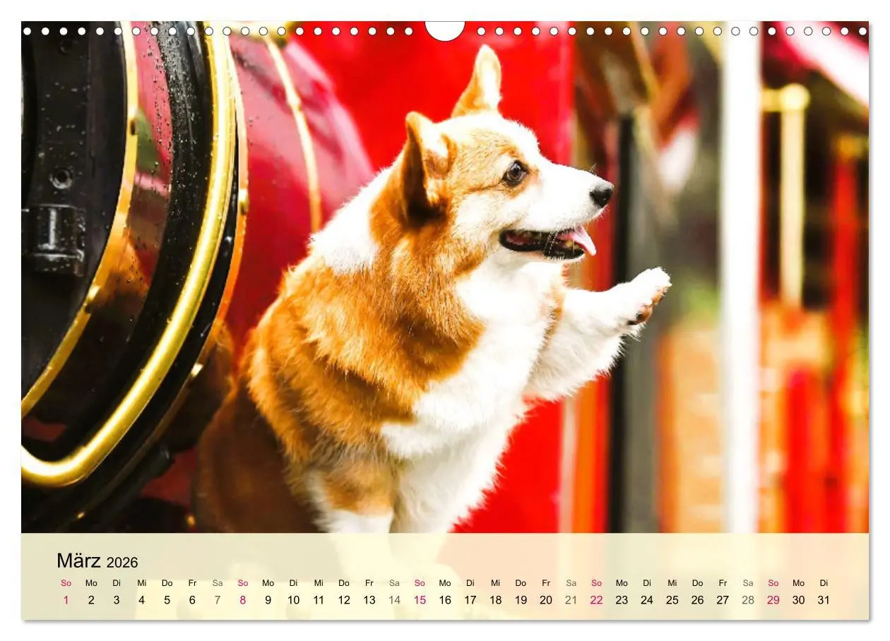 Bild: 9783457569870 | Welsh Corgi. Zauberhafter Dickkopf auf kurzen Beinen (Wandkalender...
