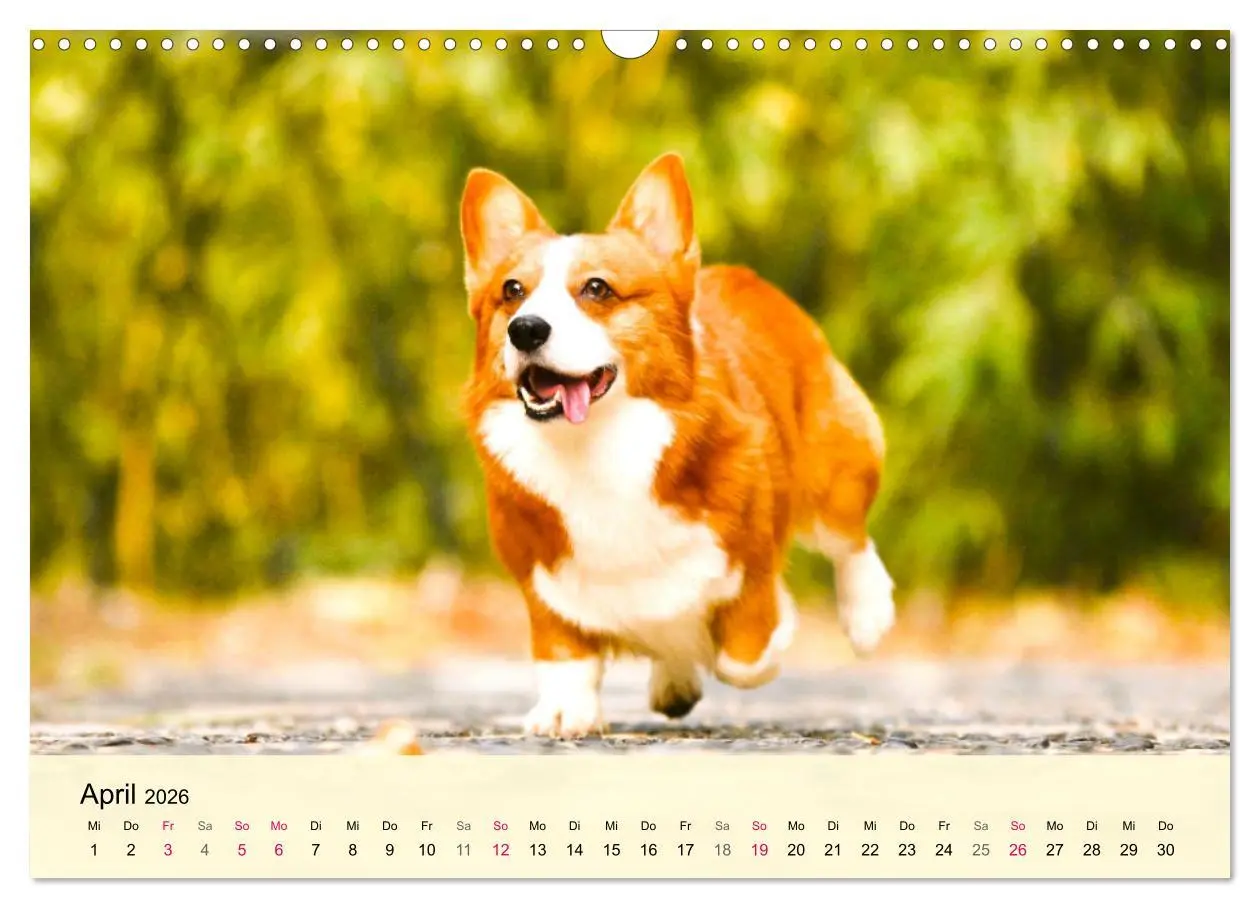 Bild: 9783457569870 | Welsh Corgi. Zauberhafter Dickkopf auf kurzen Beinen (Wandkalender...