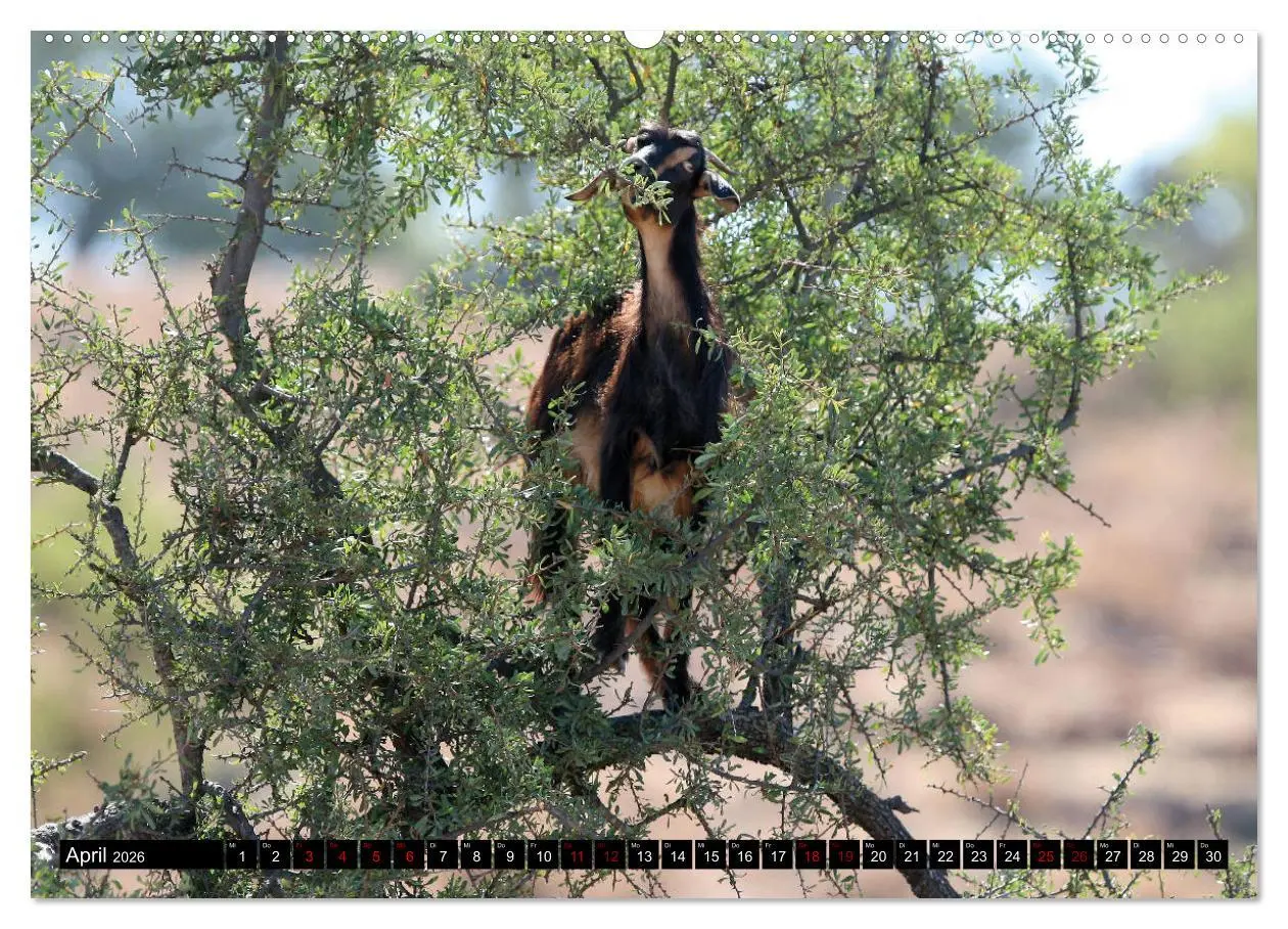 Bild: 9783457879870 | Marokko total (Wandkalender 2026 DIN A2 quer), CALVENDO Monatskalender