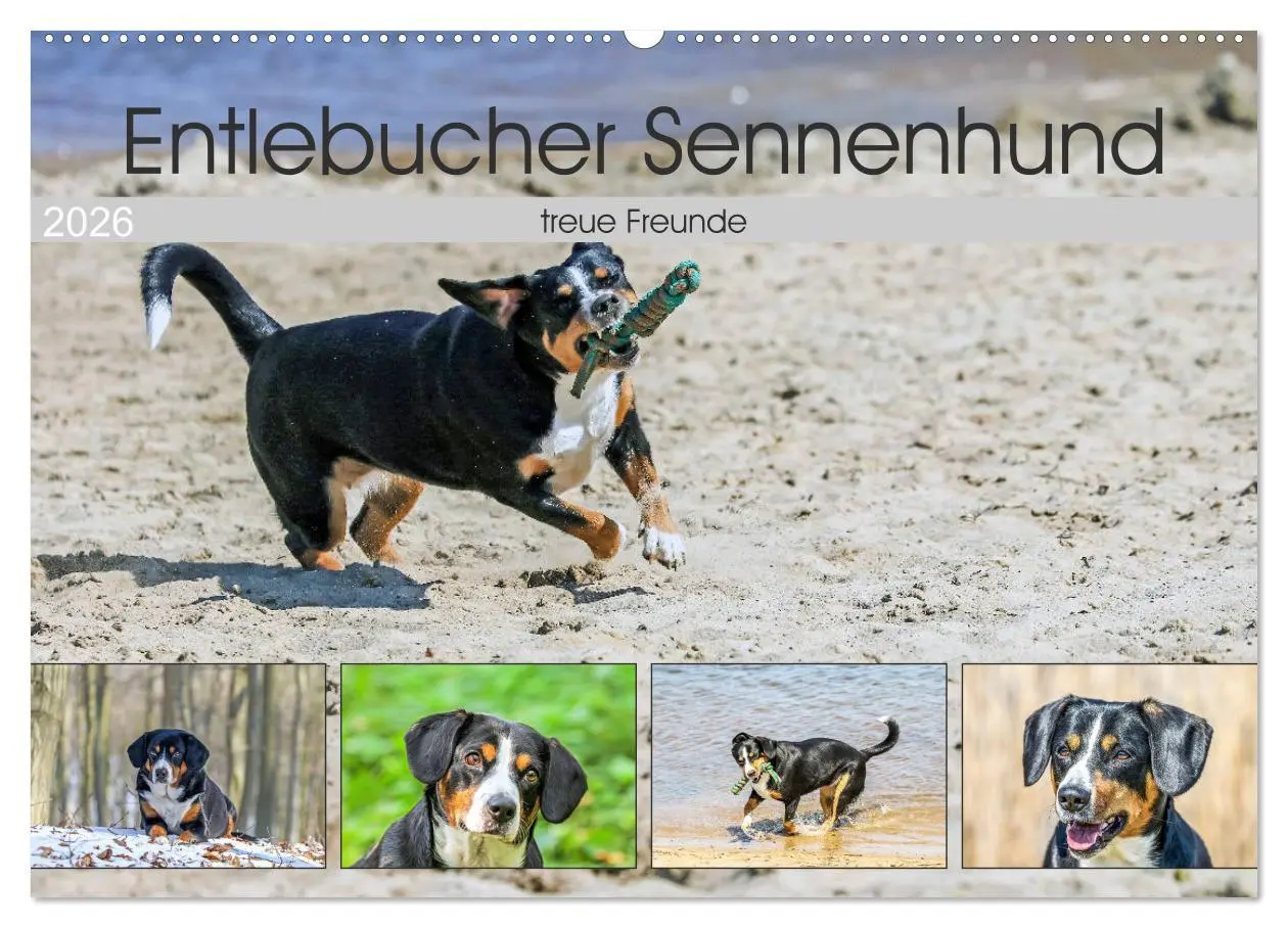 Cover: 9783516039870 | Entlebucher Sennenhund - treue Freunde (Wandkalender 2026 DIN A2...
