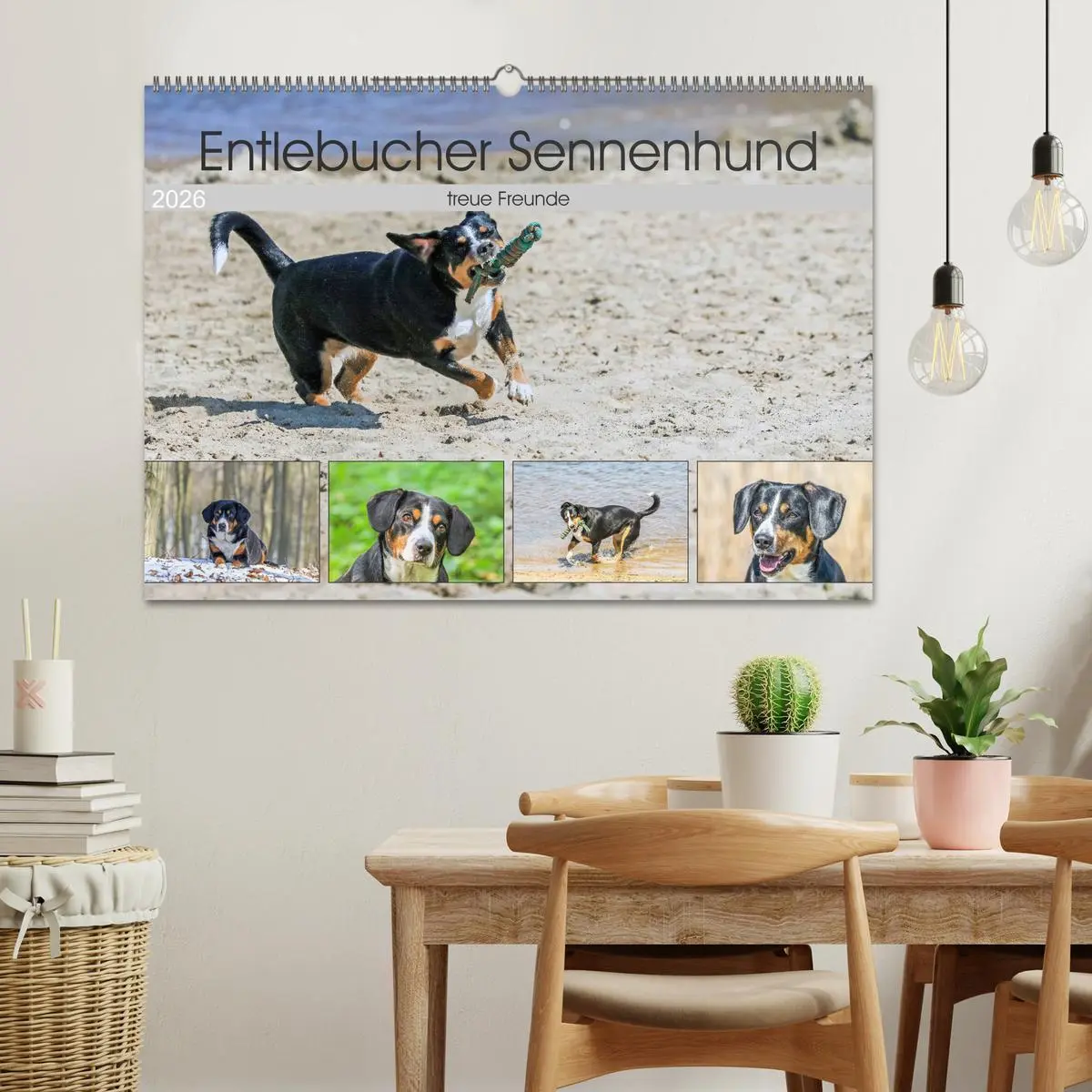 Bild: 9783516039870 | Entlebucher Sennenhund - treue Freunde (Wandkalender 2026 DIN A2...