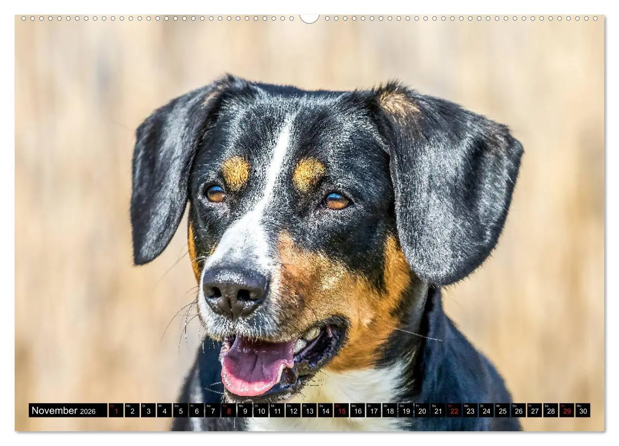 Bild: 9783516039870 | Entlebucher Sennenhund - treue Freunde (Wandkalender 2026 DIN A2...