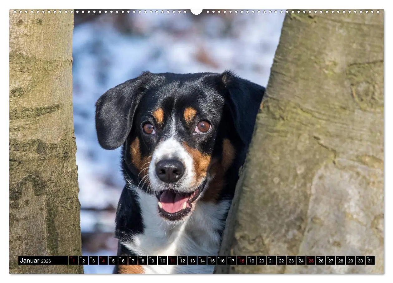 Bild: 9783516039870 | Entlebucher Sennenhund - treue Freunde (Wandkalender 2026 DIN A2...