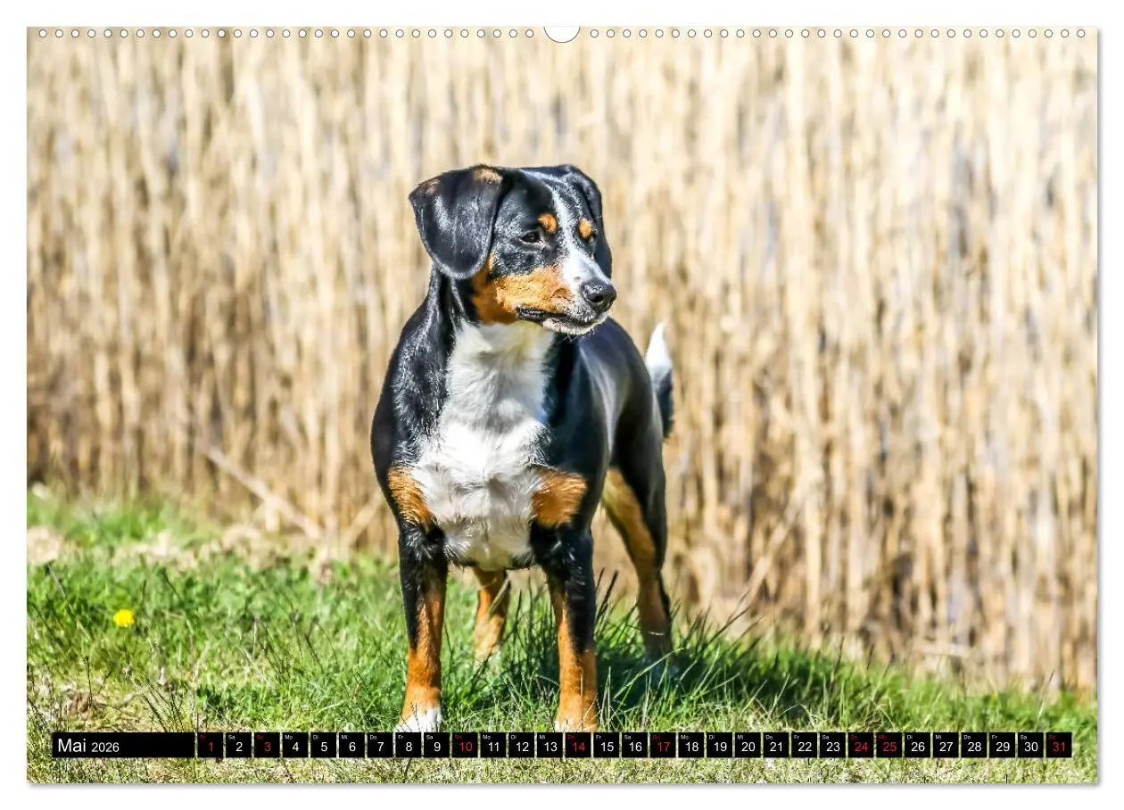 Bild: 9783516039870 | Entlebucher Sennenhund - treue Freunde (Wandkalender 2026 DIN A2...