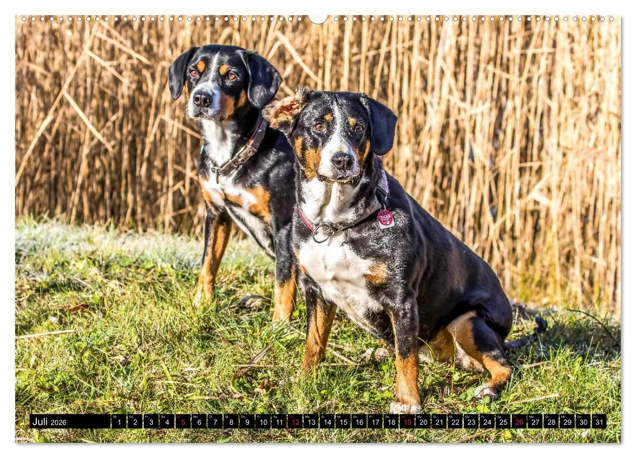 Bild: 9783516039870 | Entlebucher Sennenhund - treue Freunde (Wandkalender 2026 DIN A2...