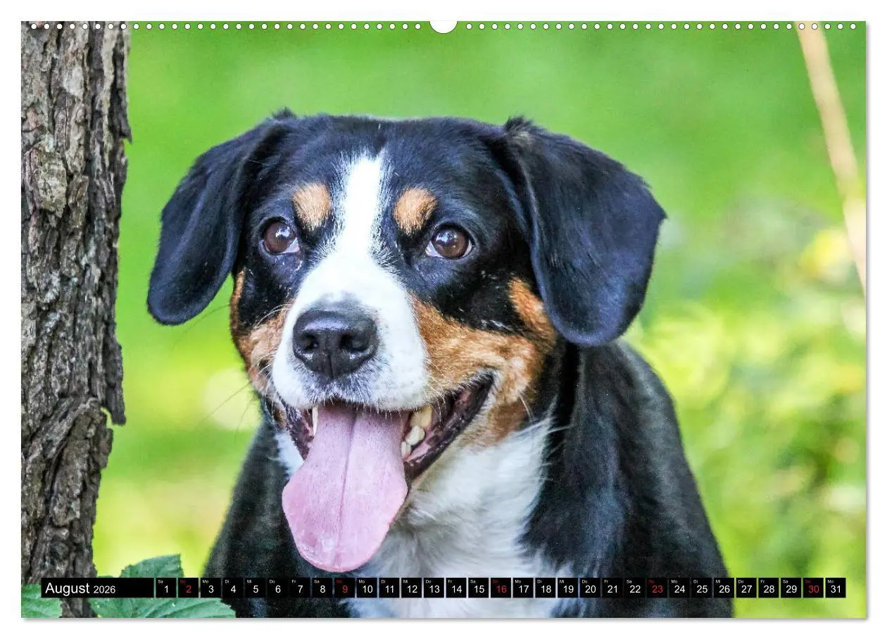 Bild: 9783516039870 | Entlebucher Sennenhund - treue Freunde (Wandkalender 2026 DIN A2...