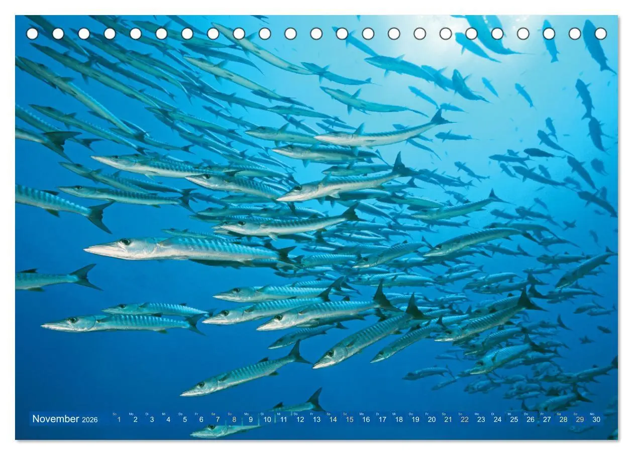 Bild: 9783457489970 | Tauchen: Wunderbares tiefblaues Meer (Tischkalender 2026 DIN A5...