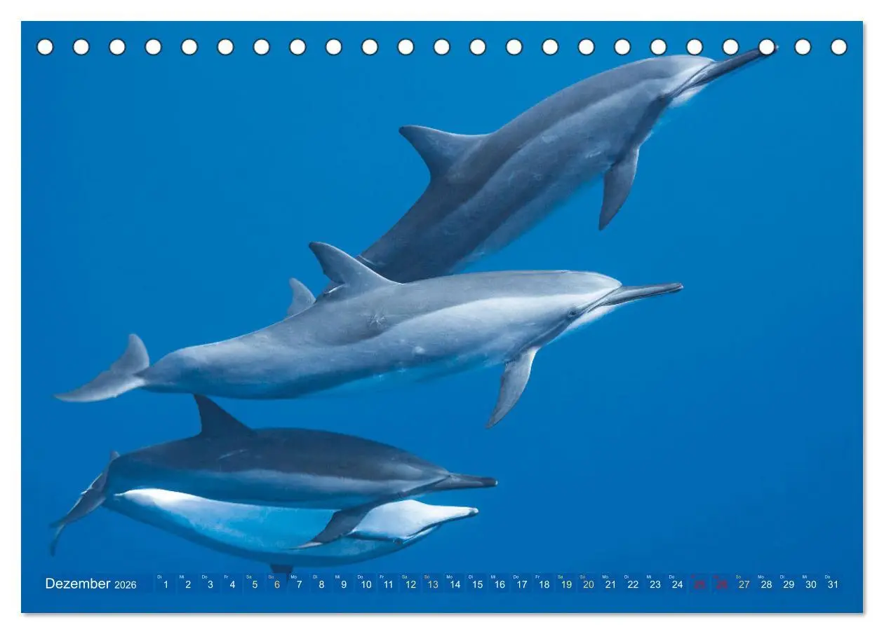 Bild: 9783457489970 | Tauchen: Wunderbares tiefblaues Meer (Tischkalender 2026 DIN A5...