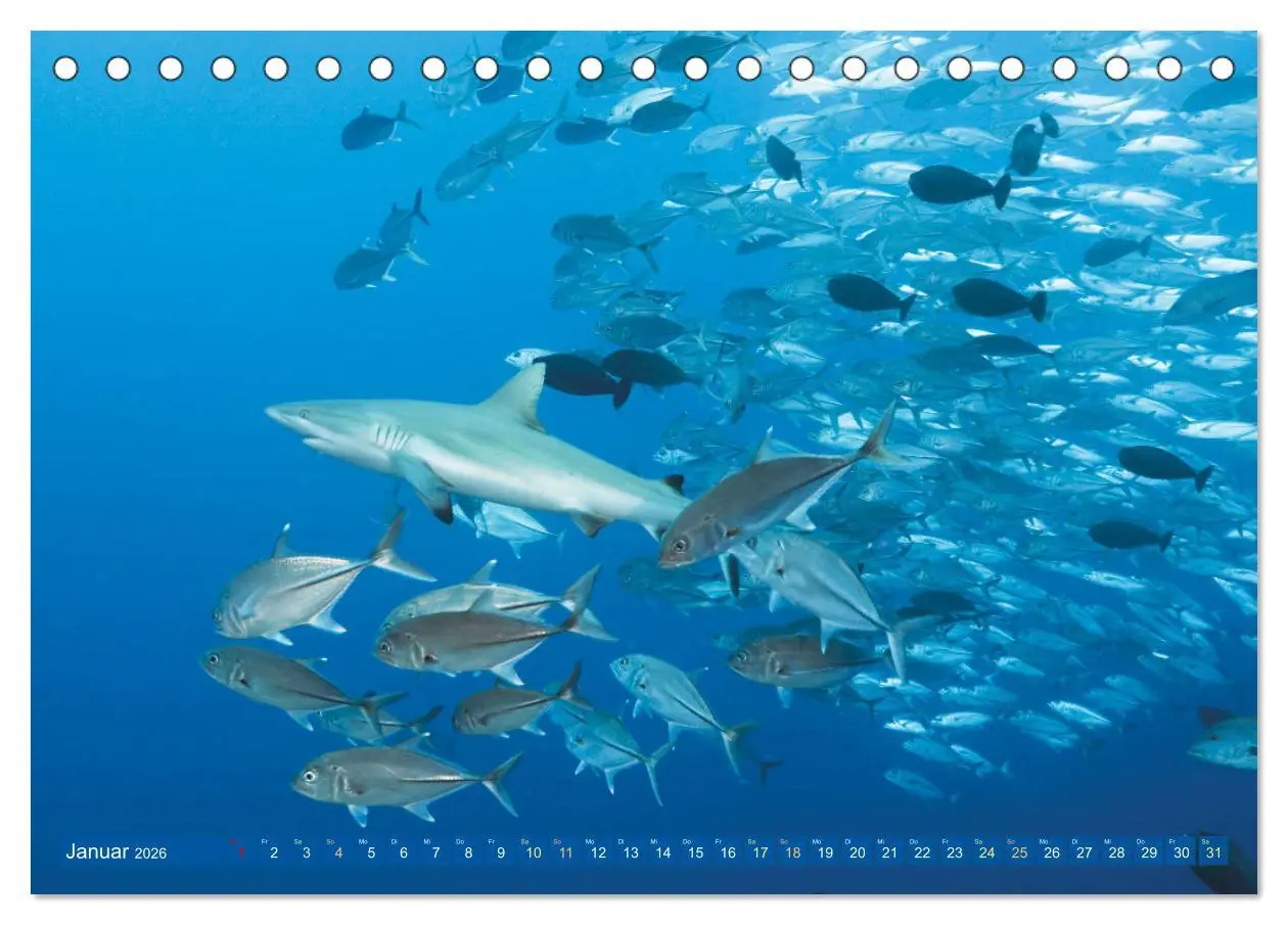Bild: 9783457489970 | Tauchen: Wunderbares tiefblaues Meer (Tischkalender 2026 DIN A5...