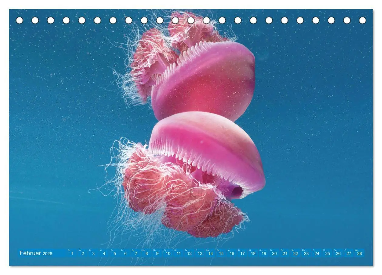 Bild: 9783457489970 | Tauchen: Wunderbares tiefblaues Meer (Tischkalender 2026 DIN A5...