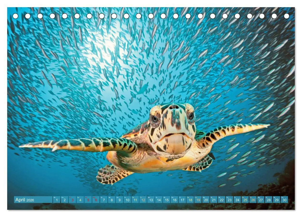 Bild: 9783457489970 | Tauchen: Wunderbares tiefblaues Meer (Tischkalender 2026 DIN A5...