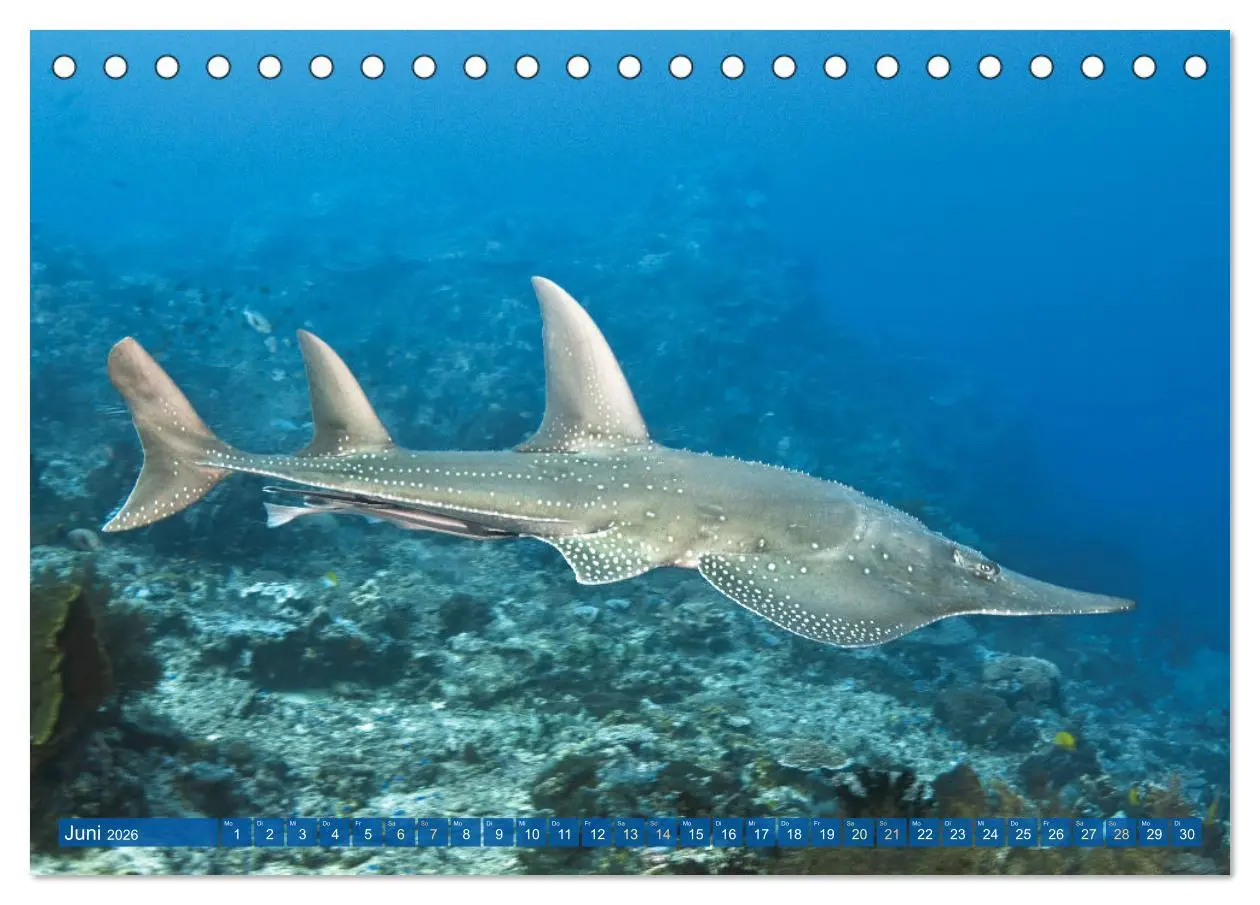 Bild: 9783457489970 | Tauchen: Wunderbares tiefblaues Meer (Tischkalender 2026 DIN A5...