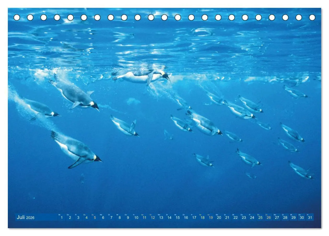 Bild: 9783457489970 | Tauchen: Wunderbares tiefblaues Meer (Tischkalender 2026 DIN A5...