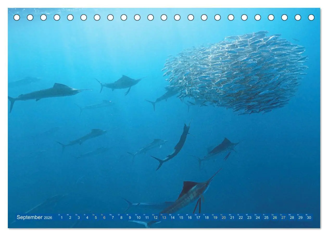 Bild: 9783457489970 | Tauchen: Wunderbares tiefblaues Meer (Tischkalender 2026 DIN A5...
