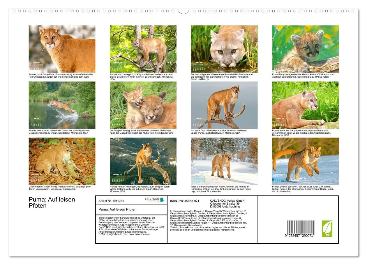 Bild: 9783457290071 | Puma: Auf leisen Pfoten (hochwertiger Premium Wandkalender 2026 DIN...