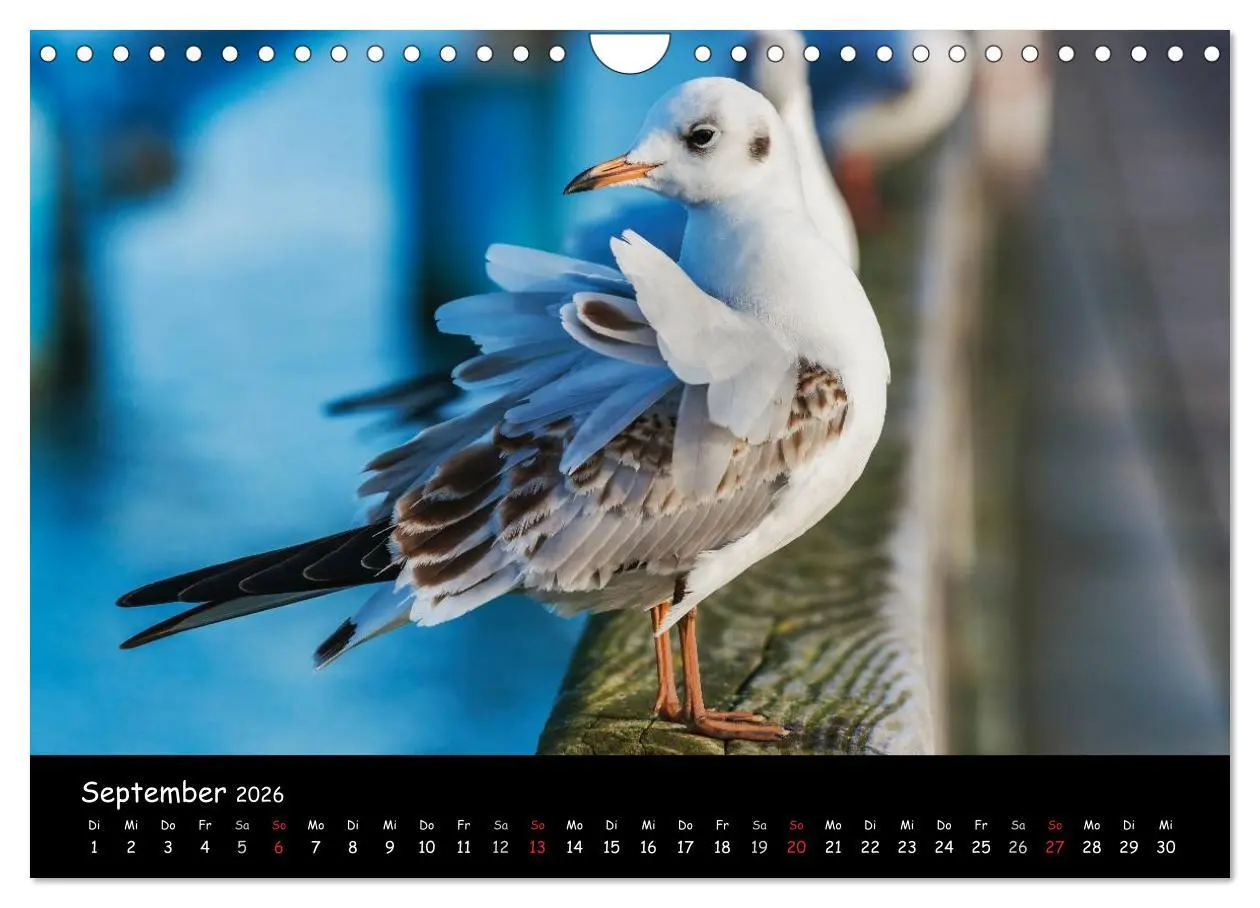 Bild: 9783516140071 | Insel Usedom (Wandkalender 2026 DIN A4 quer), CALVENDO Monatskalender